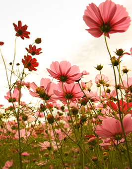 A photo of some flowers